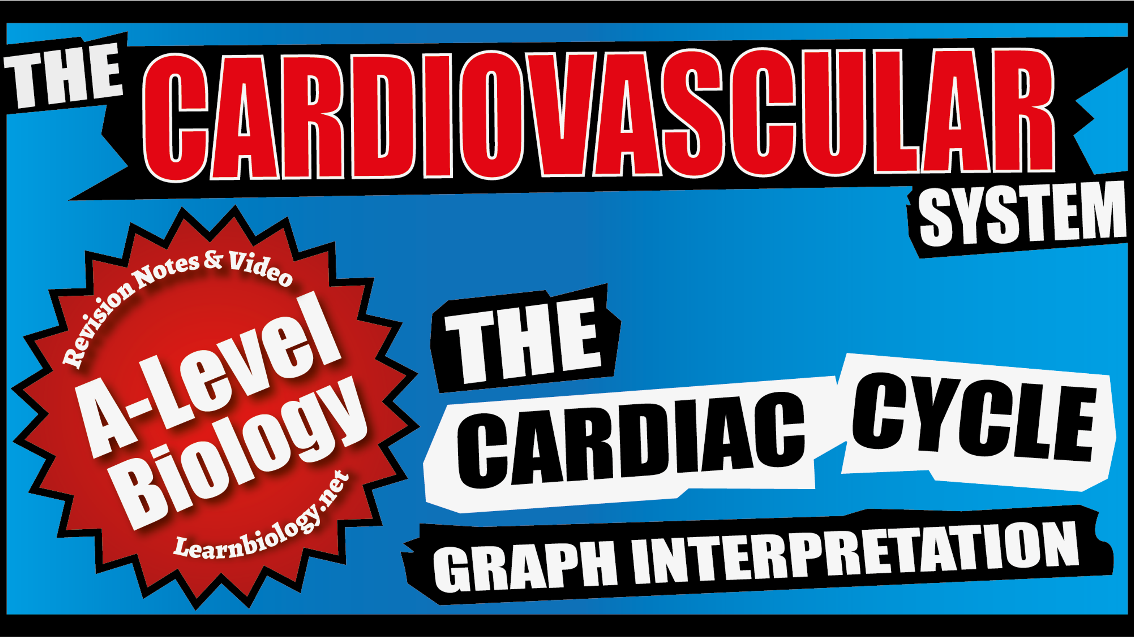 Cardiac Cycle - Graph interpretation